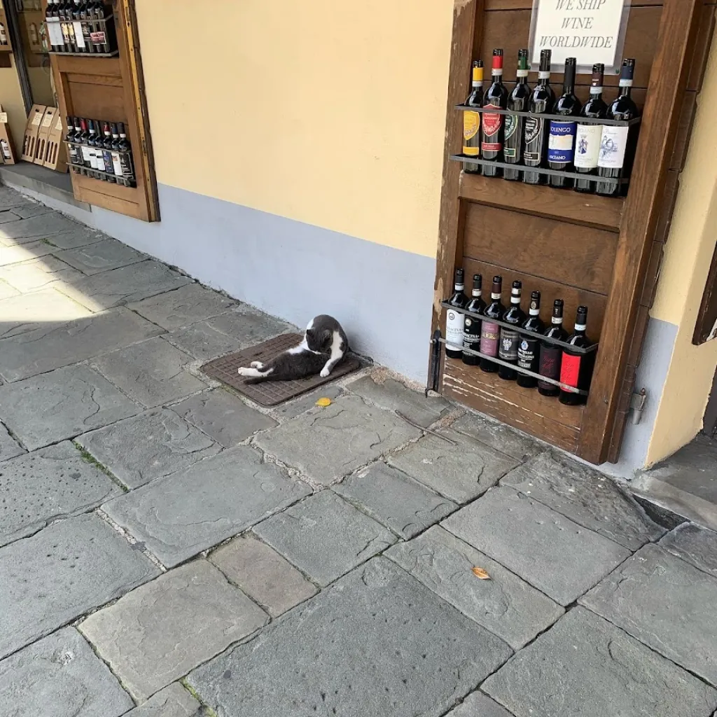 猫 猫