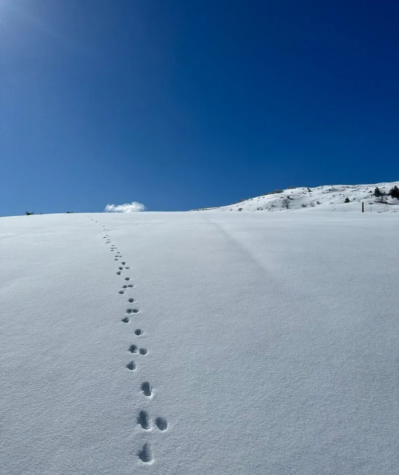 雪 雪